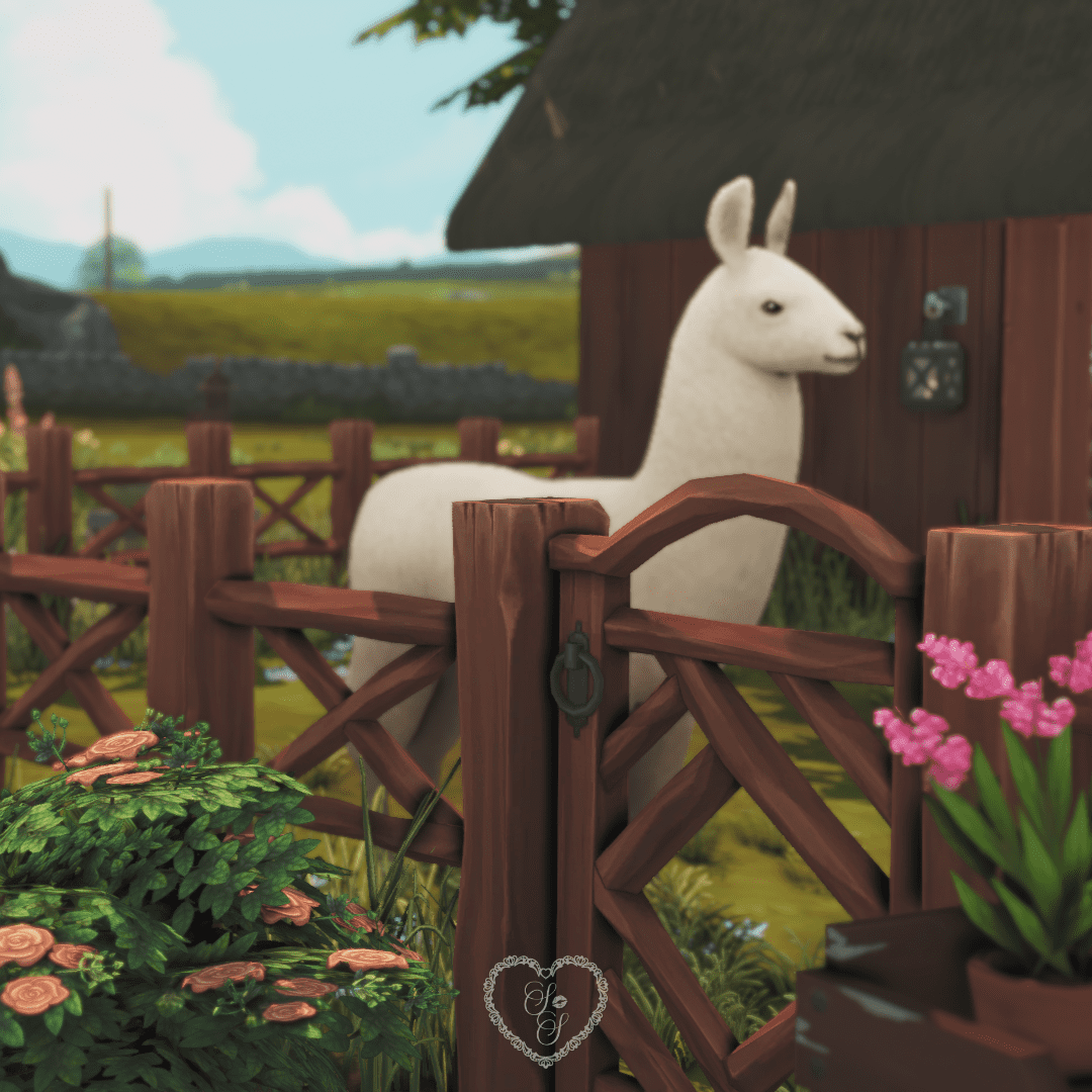 Close-up of a fluffy white llama peeking over a gate, standing among lush greenery and rose bushes near the stable fence.